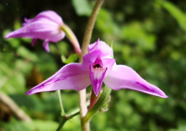 cephalanthera rubra